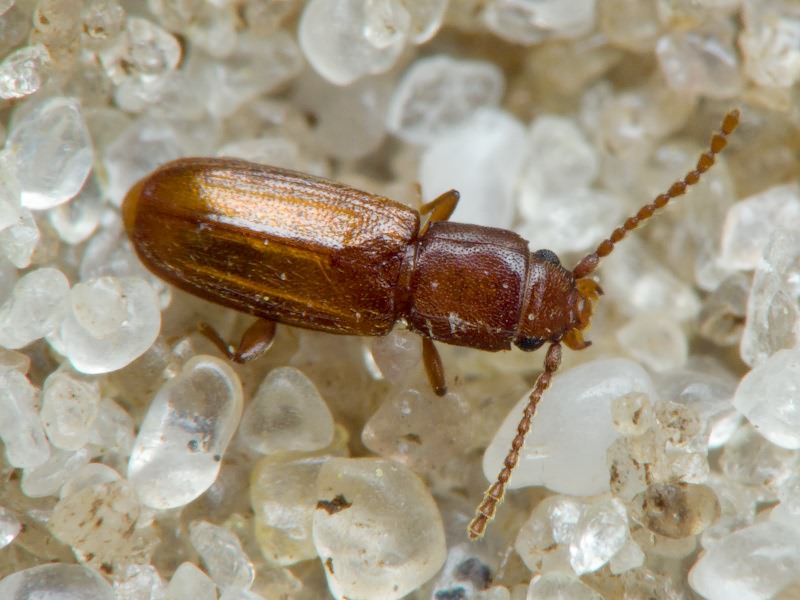 Placonotus testaceus (Fabricius, 1787)
